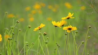 Download Lagu Musik Releks Cukup 10 menit di jamin tertidur || Relaxing music || isntrumental MP3