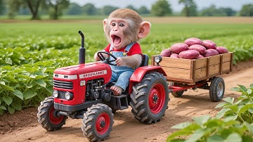 Monkey Nana drives a tractor: the unexpected tubers purple sweet potatoes adventure–NANA MONKEY LIFE