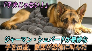 「子犬じゃない！」 — ジャーマン・シェパードが奇妙な子を出産した後、獣医が叫んだ。その直後、恐ろしい光景が現れた。