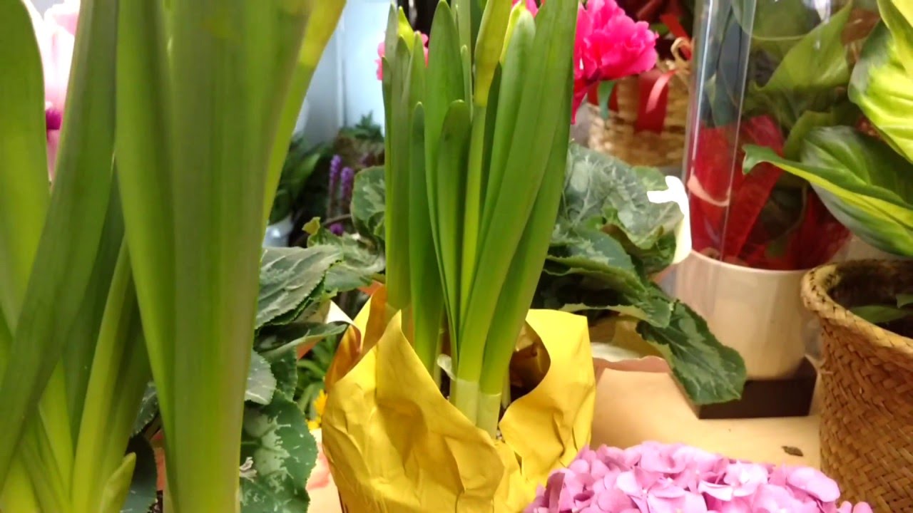 C'est le printemps!  YouTube