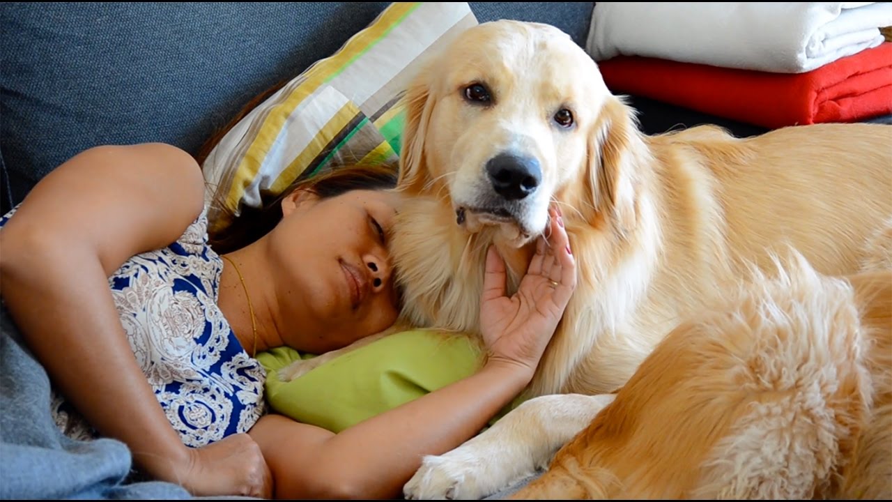 Dogs comforting sick woman on the sofa YouTube