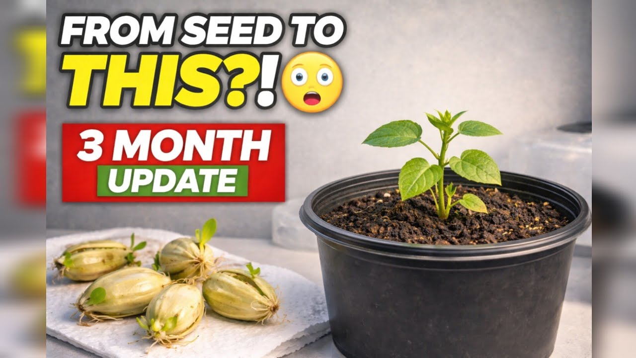 Chayote Squash Update After 3 Months | Zone 7 Kentucky 