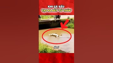 Khi cá sấu tạo ra bẫy tử thần: 😱 #shorts #dongtiin
