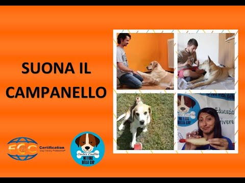 Video: Quali verdure e frutta sono buone per sfamare il mio cane?