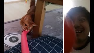 ライトセーバー　VS　茶色猫　(猫目線の映像入り)