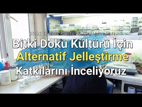 Video: Karagenanın faydası nədir?