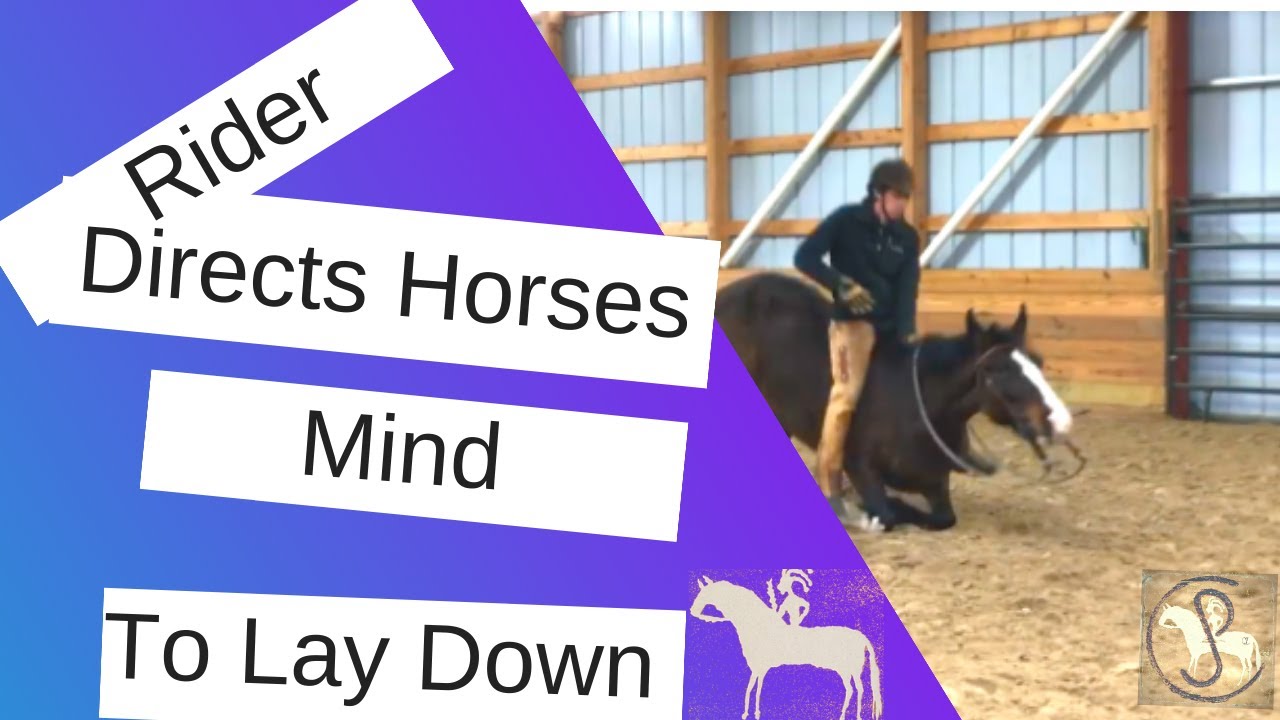 Horse Lays Down Simple Trick YouTube