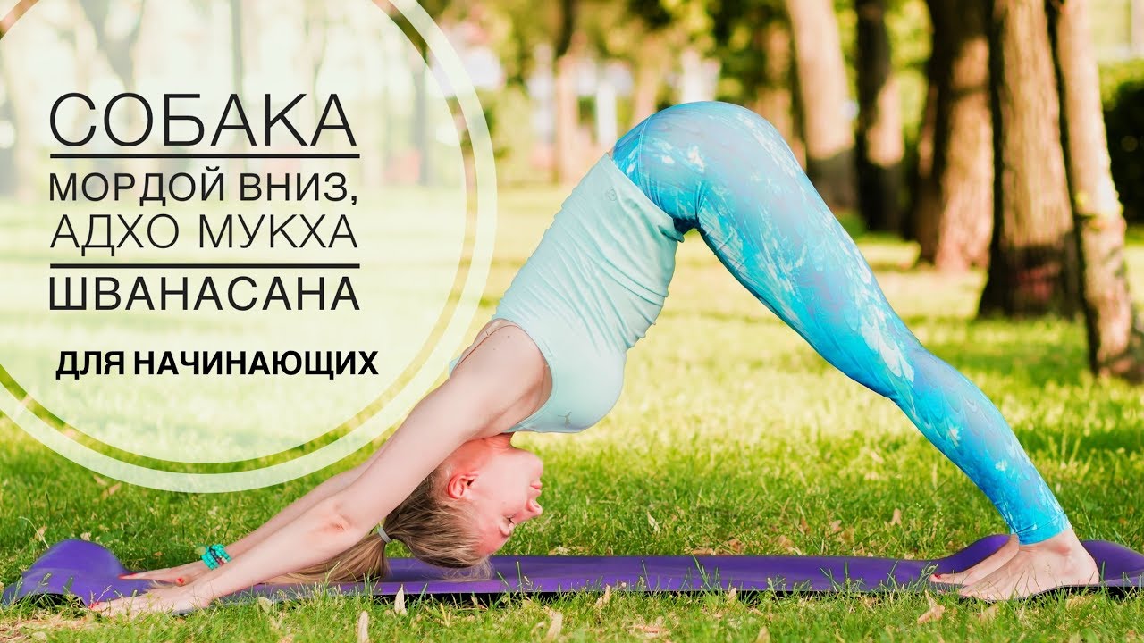 Адхо мукха шванасана или поза собаки мордой вниз для начинающих в йоге ...