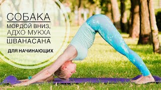 Адхо мукха шванасана или поза собаки мордой вниз для начинающих в йоге Адхо мукха шванасана или поза собаки мордой вниз для начинающих в йоге