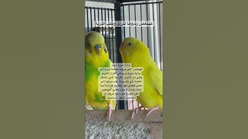 #كهيعص #سورة_مريم #المصحف #قرآن #عبدالباسط_عبدالصمد #العراق #طيور #البادجي #quran #birds #budgies