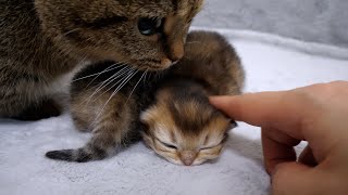 Mother cat Lili rushes to her baby kittens as soon as the owner touches them.
