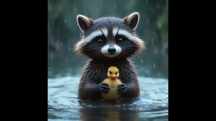 The Raccoon and the Duckling: A Flight for Friendship