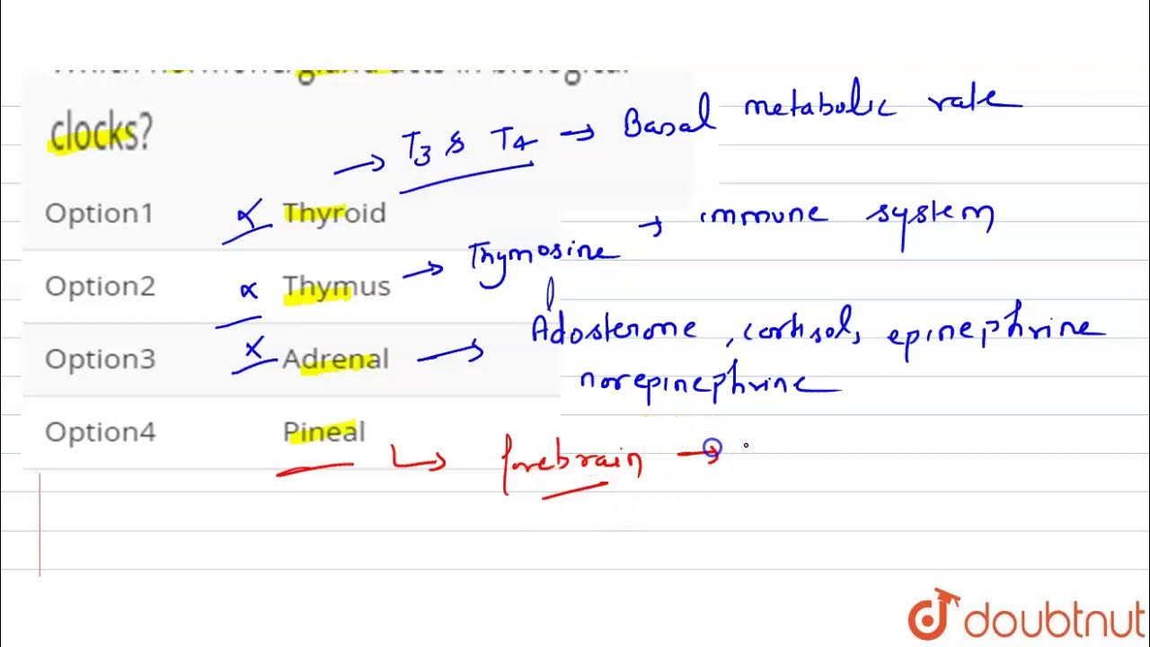 Which hormone/gland acts in biological clocks? YouTube