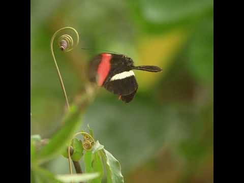 Video: Waarom zijn holometabolische insecten zo succesvol?