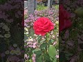 좋은하루 #금빛농원