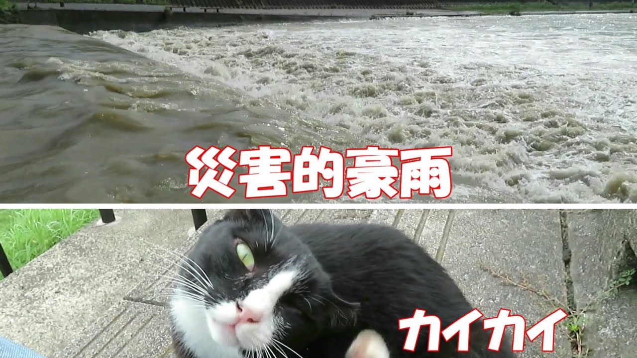 Cat Date At Noon After Disaster Heavy Rain YouTube cat-date-at-noon-after-disaster-heavy-rain-youtube