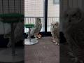 緊迫！フクロウの喧嘩上等！#アメリカワシミミズク#owl#フクロウ