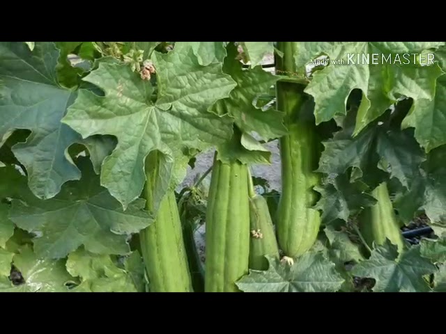 El estropajo es un caldo de cultivo: cómo limpiar correctamente tu cocina