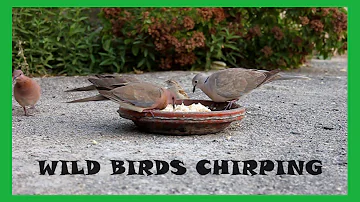 WILD BIRDS CHIRPING || Birds Breakfasting || Water Sounds With Birds Chirping