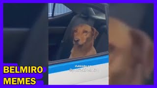 Belmiro Memes: Dublagens de animais engraçados - Episódio 135