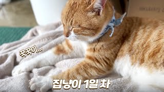 안락함을 느낀 길고양이가 보여준 감동적인 꾹꾹이 | 아몽이가 집냥이 된 이유 | 쫀니와 쪼꼬미들 | 베베집사 제주살이