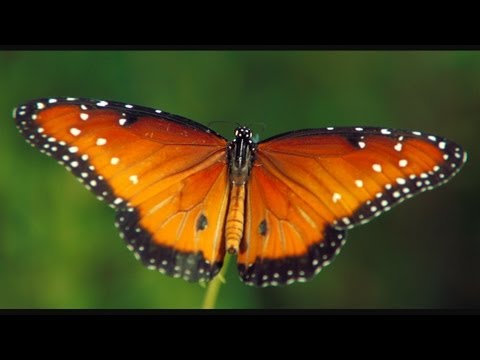 The Beauty of Pollination - Moving Art™