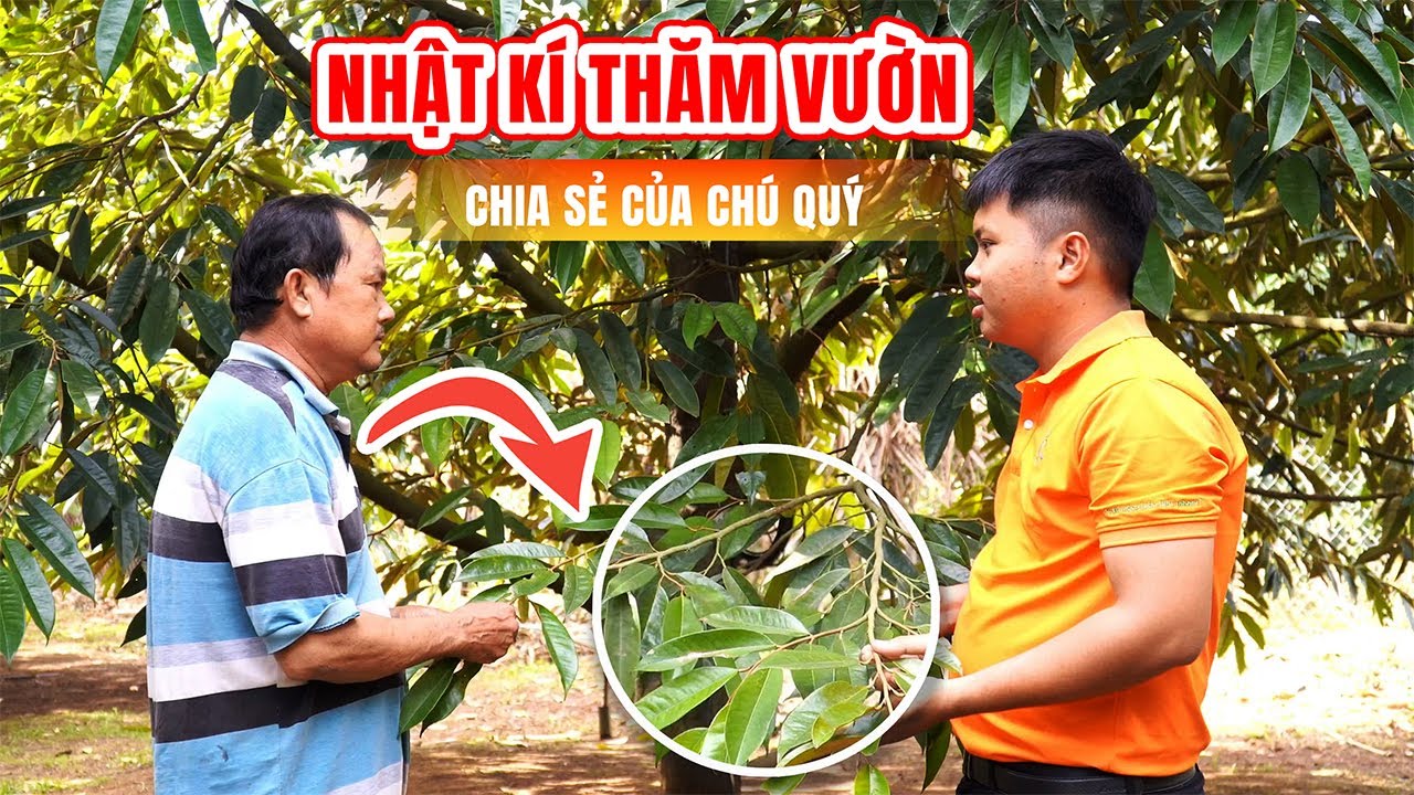 Nhật ký thăm vườn sầu riêng tại Bình Phước | Kỹ thuật BMFE đồng hành cùng nhà vườn