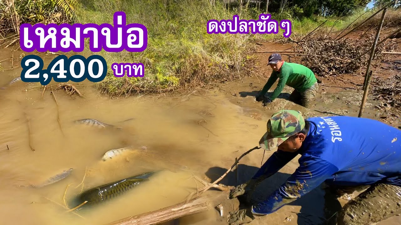 เหมาบ่อ 2,400บาท เจอดงปลาเข้าให้แล้ว | Ep.009