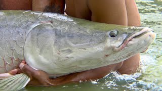 Arapaima Fishing- Exotic Fishing Thailand (EFT)