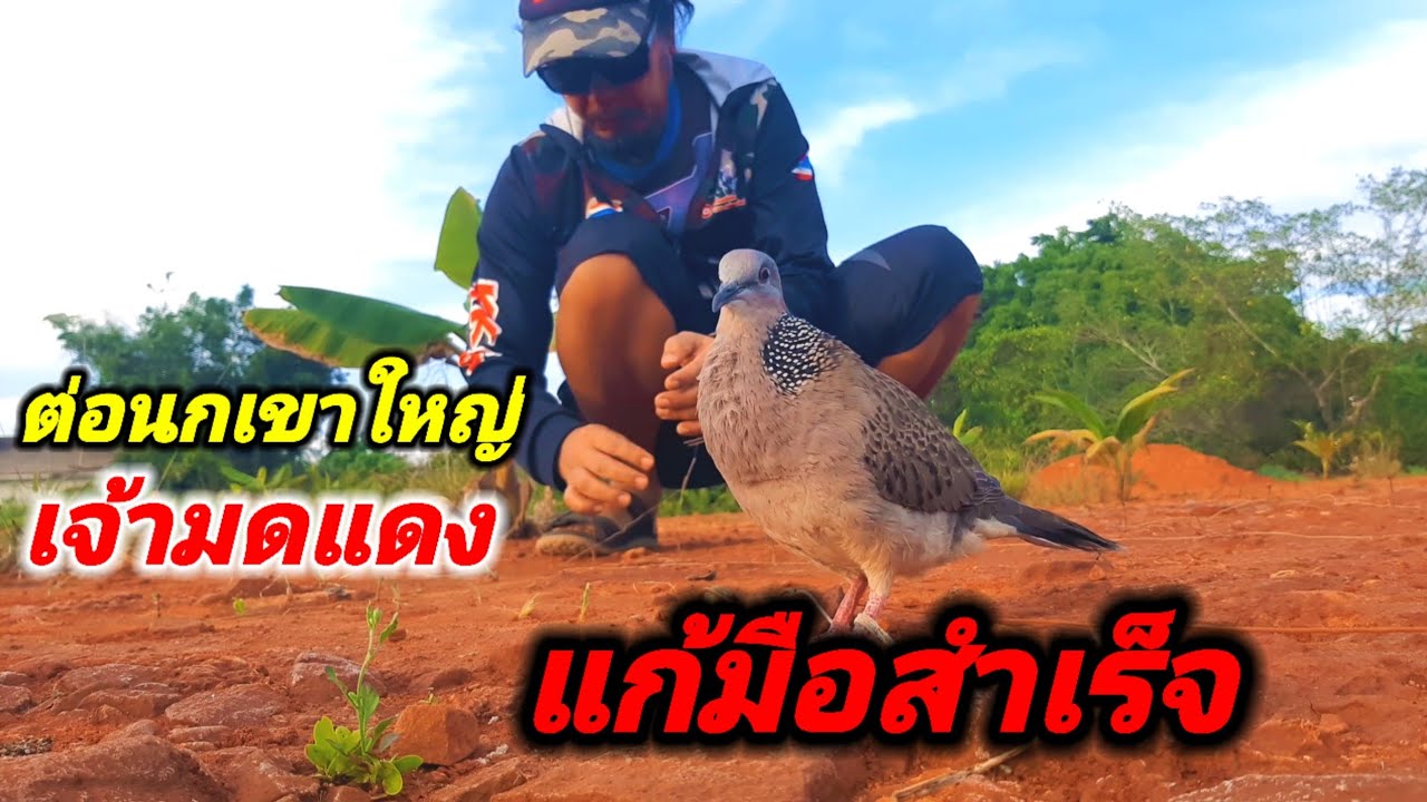 #ต่อนกเขาใหญ่ #เจ้ามดแดง แก้มือสำเร็จ