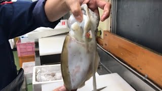 コウイカ Cuttlefish の捌きかた編 Vol 41 Youtube