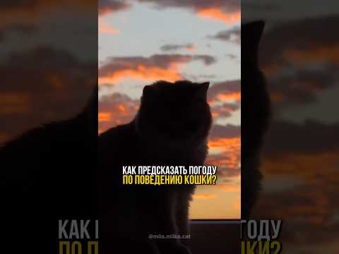 Как предсказать погоду по поведению кошки?🐈💨🌤️☔️ #котенок #котик #кот #коты #кошки #животные