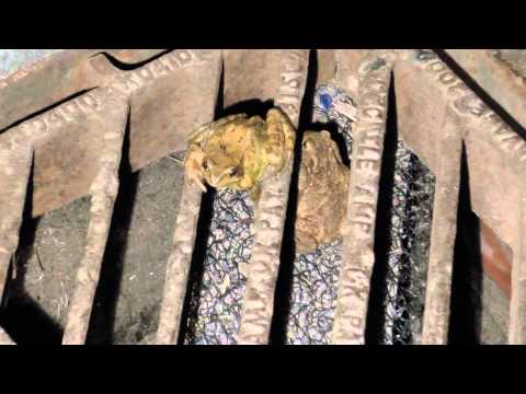 Video till Storbritannien installerar stegar för grodor