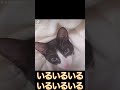【保護猫】「自分、かくれんぼレベルカンストしてるんで。」人生初のかくれんぼチャレンジ猫 #cat #猫のいる暮らし #cute #christmas