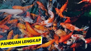 CARA BUDIDAYA IKAN KOI BAGI PEMULA AGAR CEPAT BESAR DAN UNTUNG !