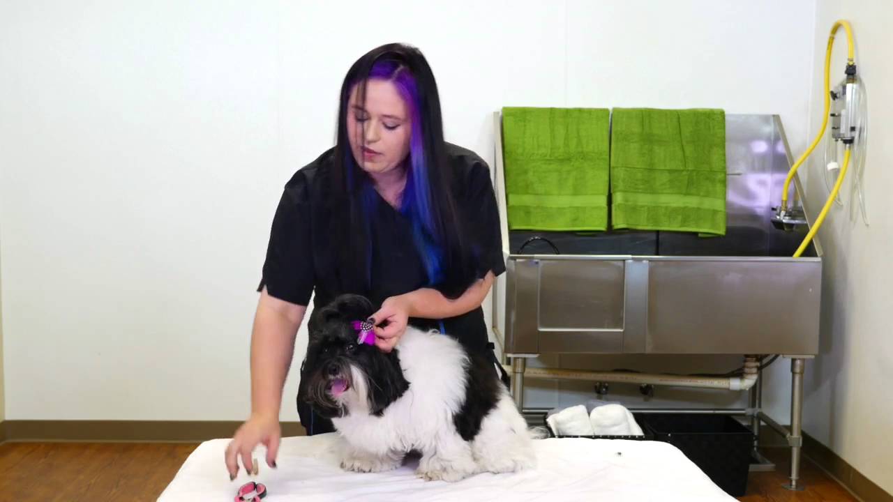Feather Extensions Small Dog YouTube