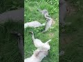 Cuteness overload petting adorable furry kitties 