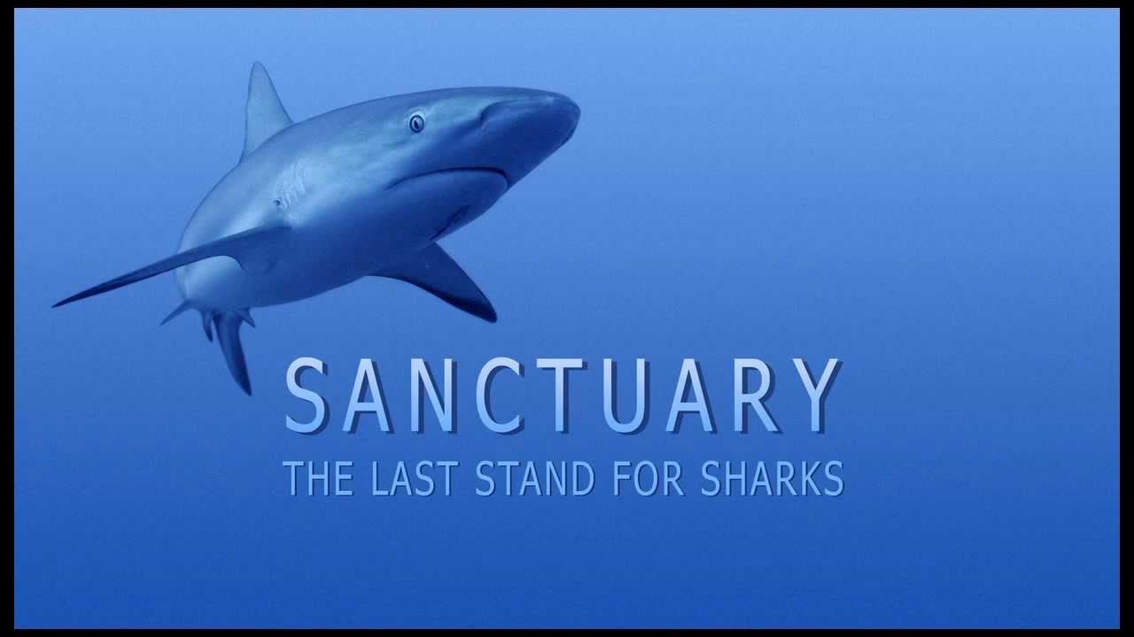 Sanctuary: The Last Stand for Sharks Trailer | Pew