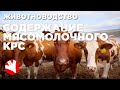 Содержание мясомолочного КРС | Молочное скотоводство | Мясное животноводство
