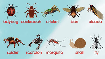 Dạy bé học tiếng Anh Thế giới côn trùng | Bé học tiếng Anh Các con vật | Oh Vui Kids