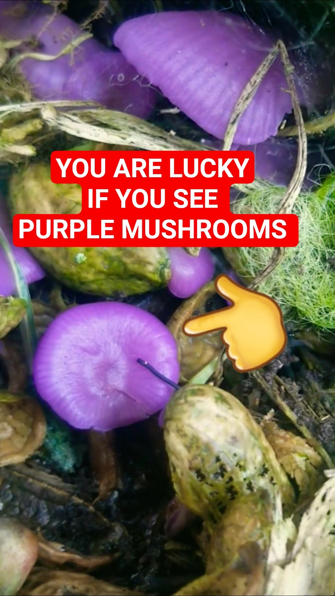 RARE PURPLE MUSHROOMS. PLEASE SHARE! YOU ARE LUCKY IF YOU SEE THIS