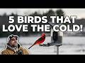 5 Birds That SURVIVE the Cold (And How to Attract Them)
