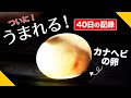 カナヘビの卵から赤ちゃんが生まれるまでの40日間の記録