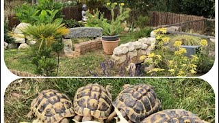 Initiales GG  : Comment fabriquer un enclos pour tortue terrestre