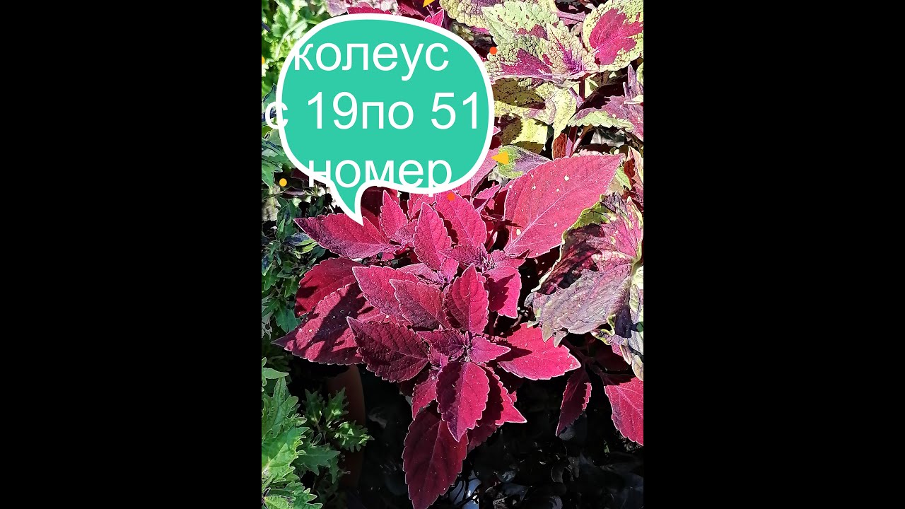 Обзор колеусов с 19 по 51 номер))Краткая характеристика))