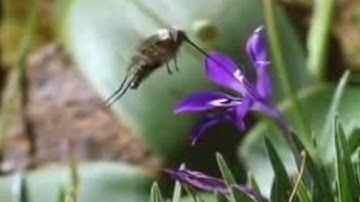Nature of the Hoverfly and Butterfly | David Attenborough | BBC Studios