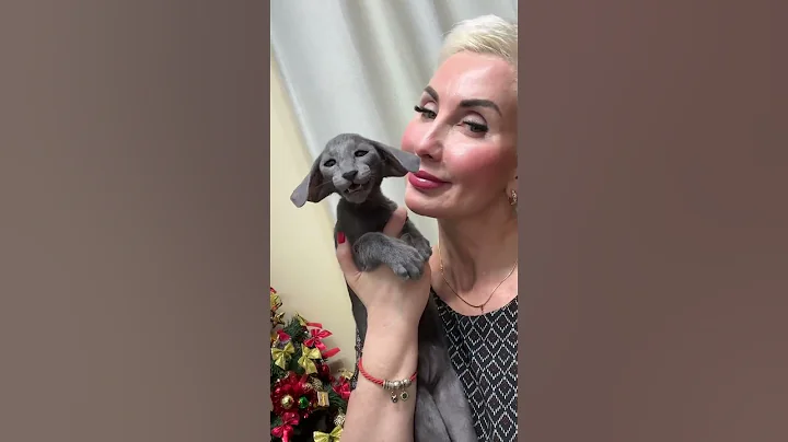 Watch the video about 🎄🥂🍾✨💫#eastern_grace #cat #cute #kitten #sphynx #animals #love #pets #puppy