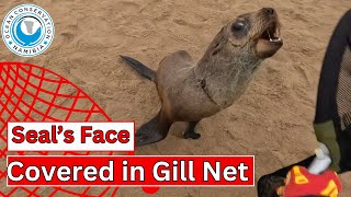 Seal's Face Covered in Gill  Net