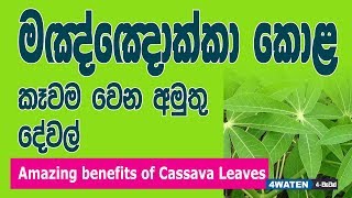 මඤ්ඤොක්කා කොළ ගැන අමුතුම තොරතුරු රැසක් : Health benefits of Cassava leaves