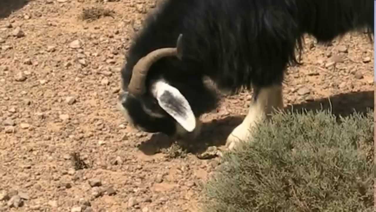 إرحالن بالرشيدية : قطعان عِجاف من الماشية ومعاناة يومية بحثا عن نباتات شوكية